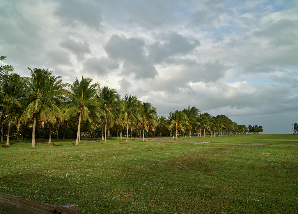 Row of palm trees across Crandon Park in Key Biscayne